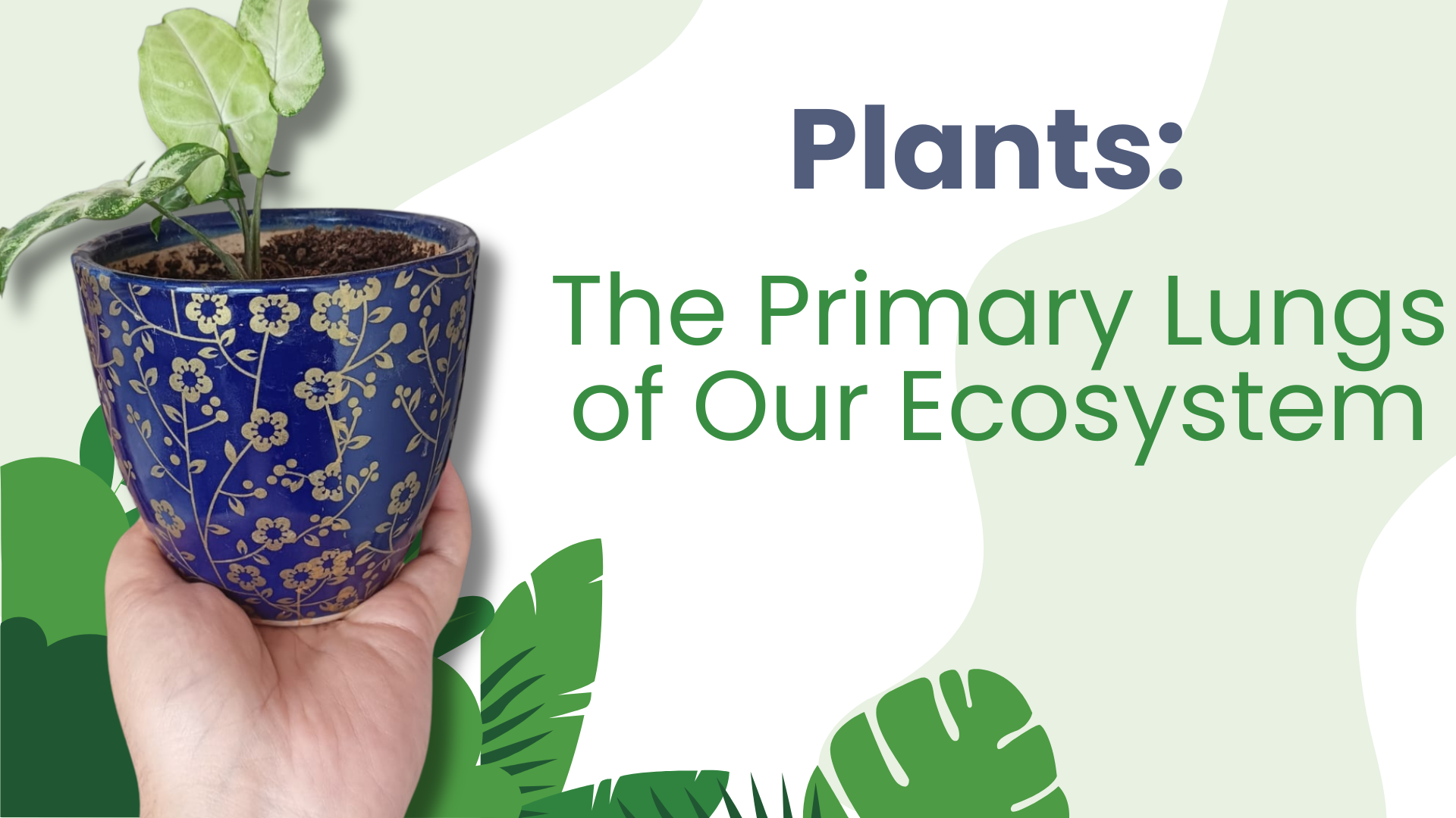 Plants – The Primary Lungs of Our Ecosystem