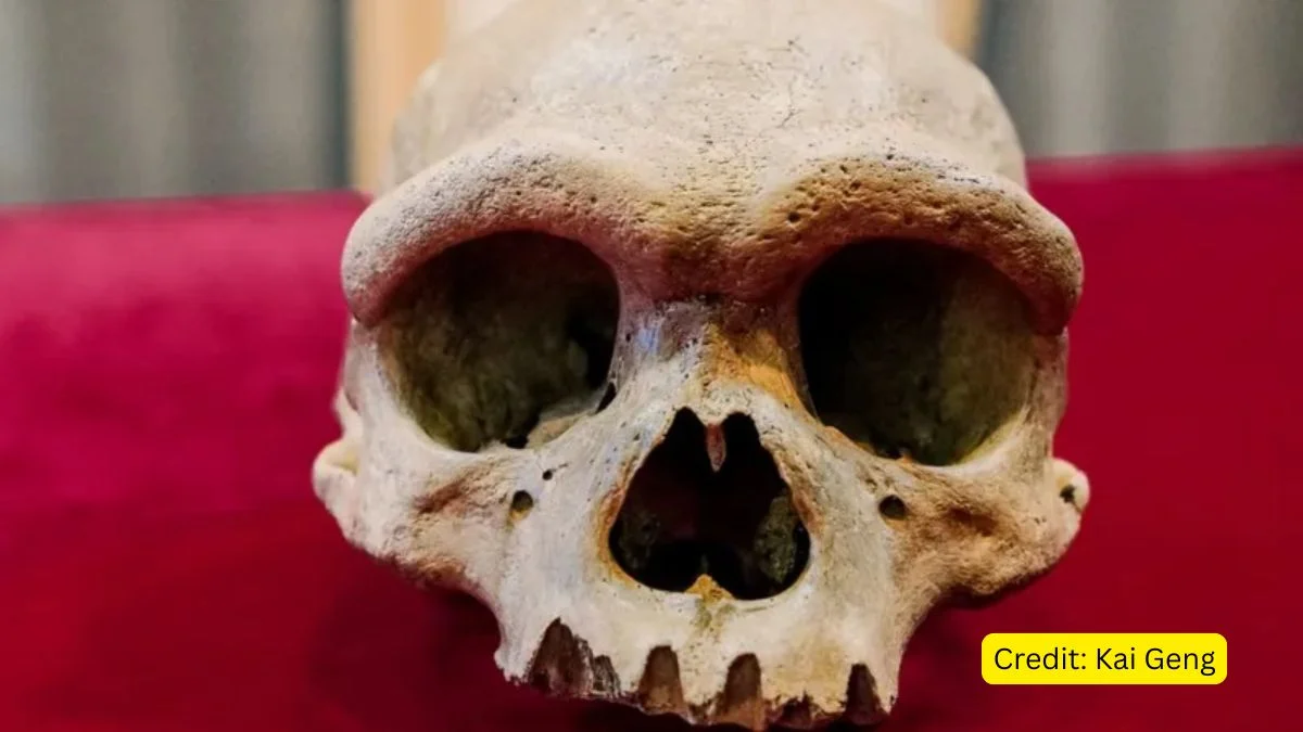 The Harbin cranium or Dragon Man skull fossil discovered in China.