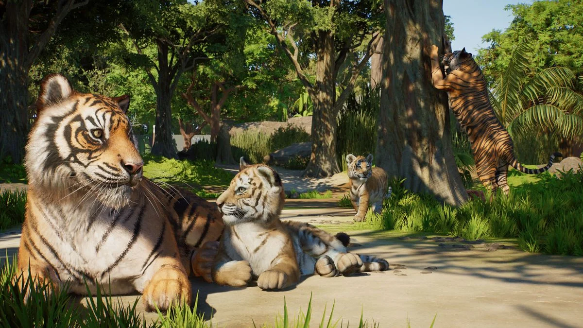 Planet Zoo 2 screenshot showing an adult Sumatran Tiger lying down with two cubs and another tiger climbing a tree.