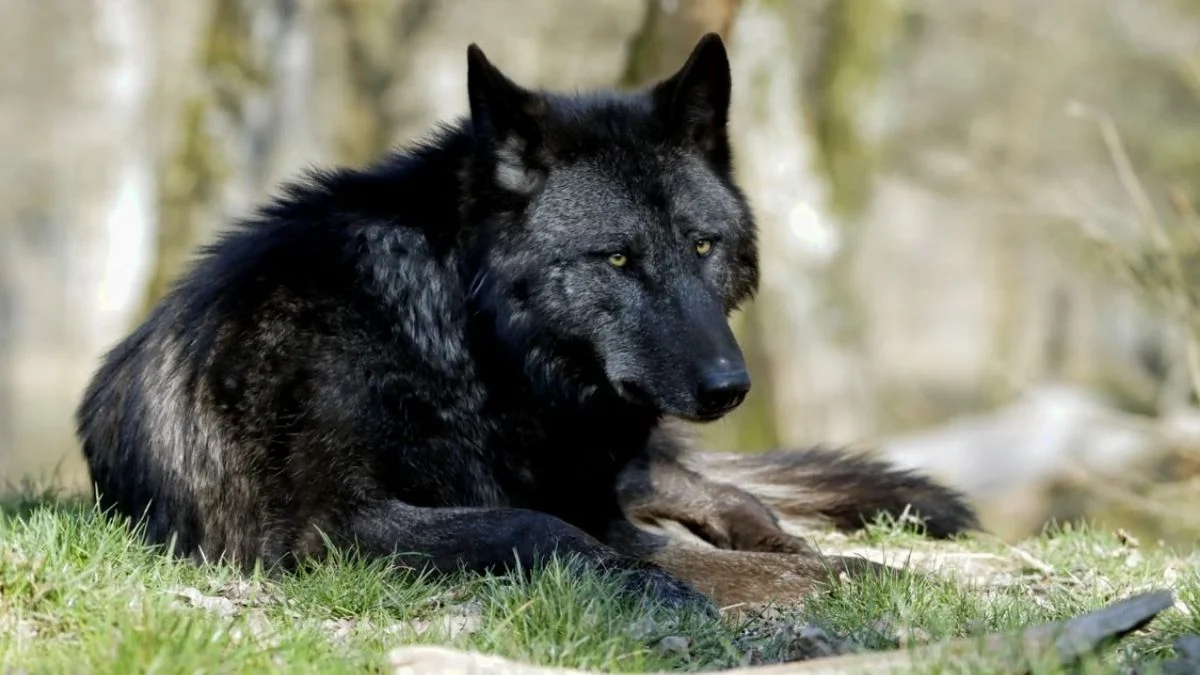 Black wolf resting in a grassy area at Yellowstone National Park.