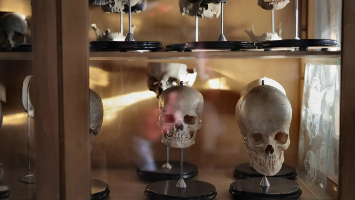 Anatomical human skull specimens displayed on metal stands inside a wooden display cabinet