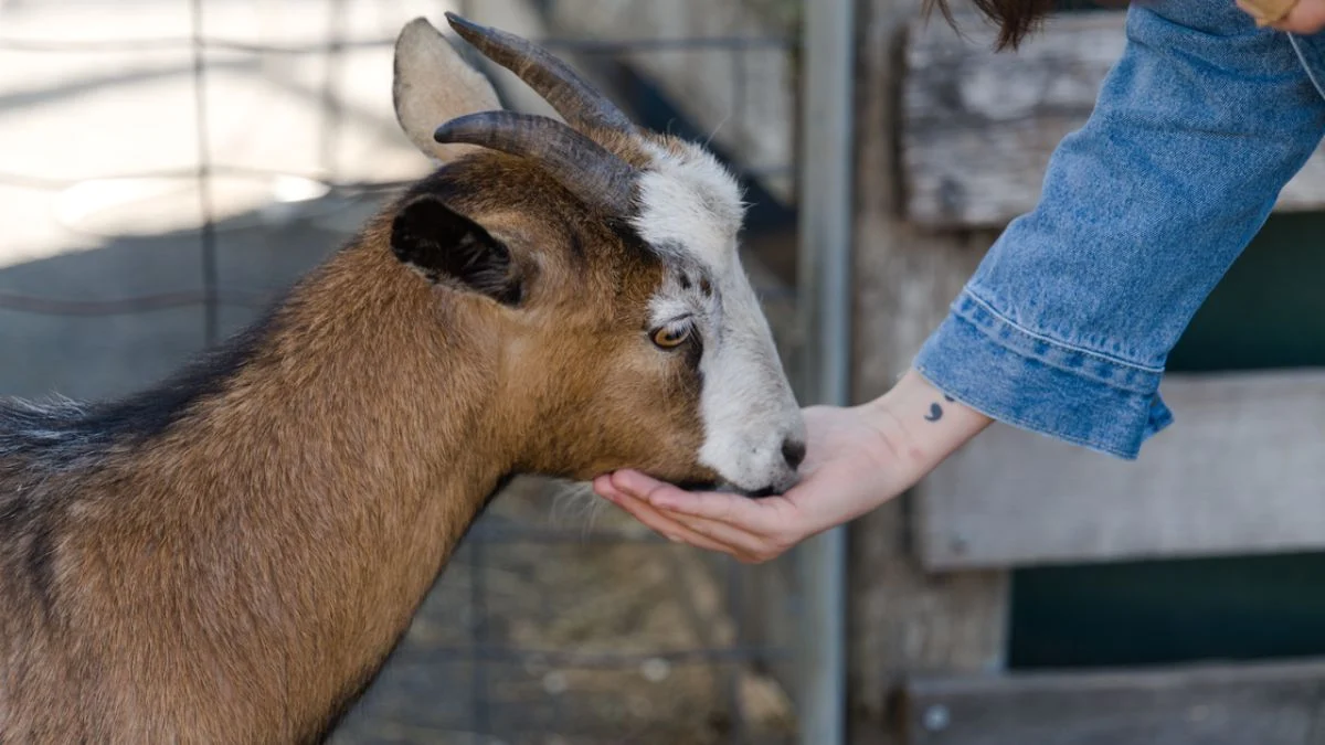 Close-up of a person reaching out to hand-feed a brown and white baby goat at a farm fence.