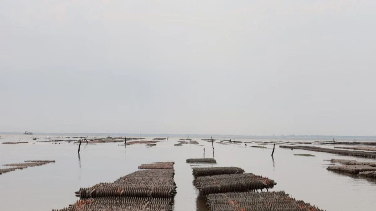 Oyster Farming Leases Waterways Infrastructure Equipment