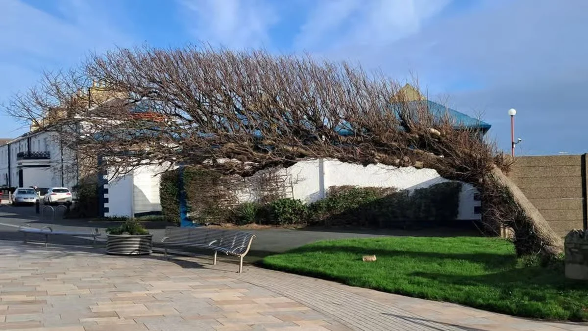 A 150-year-old native wych elm growing almost horizontally over a paved promenade bench in Newcastle, County Down, Northern Ireland.