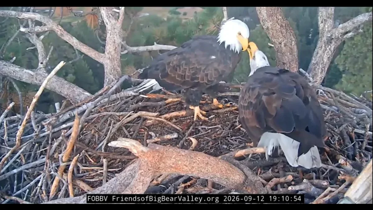 Two bald eagles interacting inside the stick nest during a live camera stream