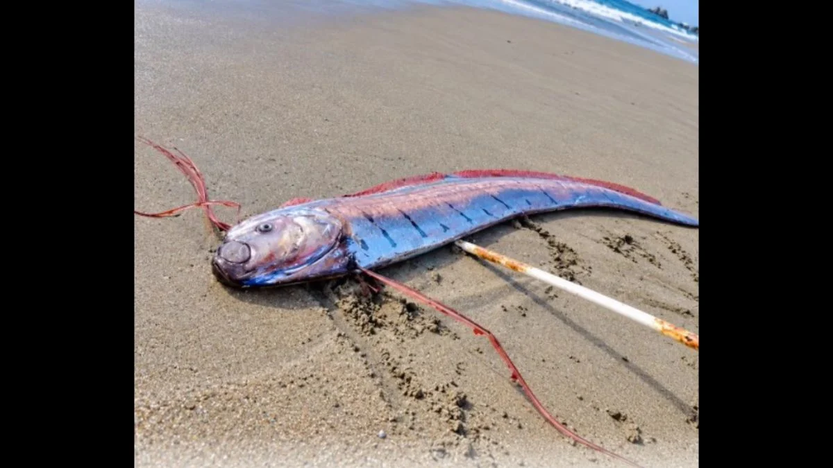 A 16-foot long silvery oarfish with red fins lying dead on the sandy shoreline at Chacaya Beach in Chile