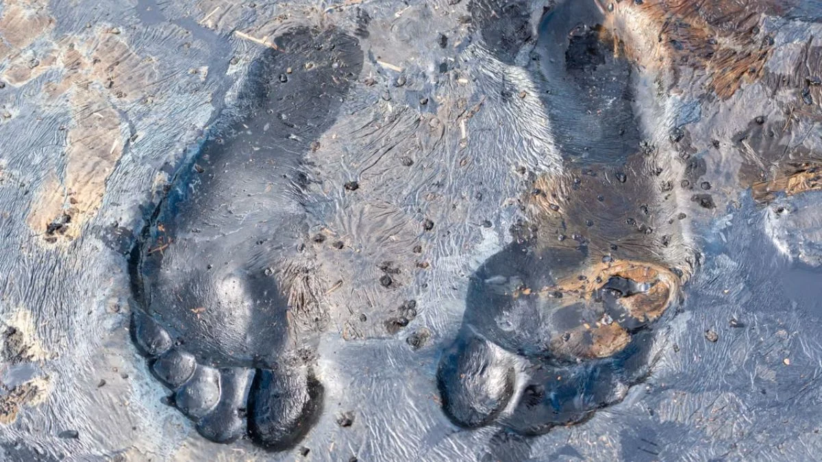 A close-up of large primate-like footprints pressed into muddy ground.